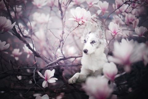 花枝上的小狗