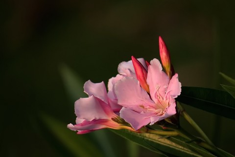 粉色夹竹桃