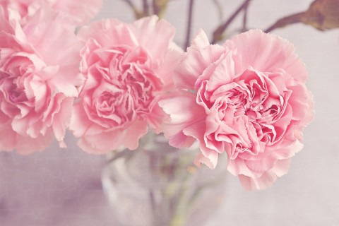 粉色康乃馨