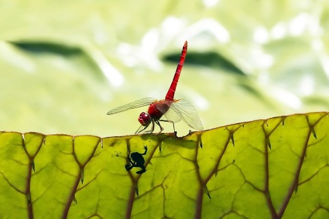 树叶上的红蜻蜓