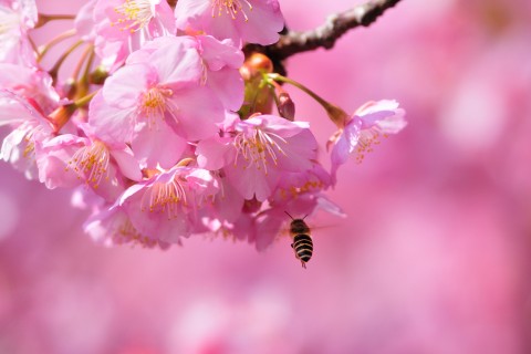 樱花下的蜜蜂