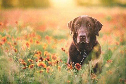 花丛中的拉布拉多猎犬
