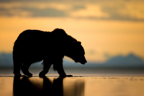 孤单的阿拉斯加棕熊
