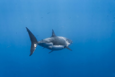 深海里的鲨鱼