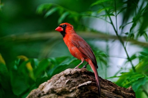 可爱的红色小鸟