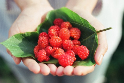 手里的山莓