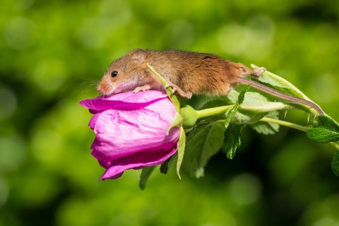 花朵上的老鼠
