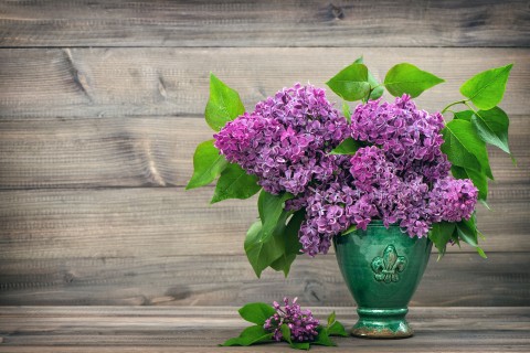紫色丁香插花