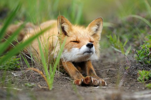 伸懒腰的狐狸