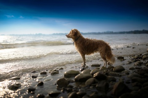 海边的金毛寻回犬