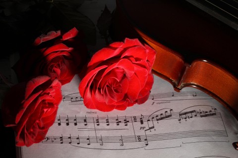 乐谱上的红玫瑰