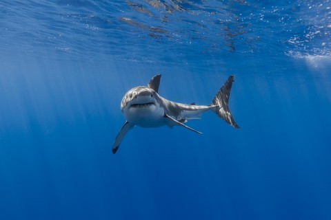 强壮勇猛的鲨鱼