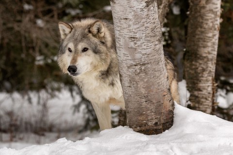 躲在树后的狼