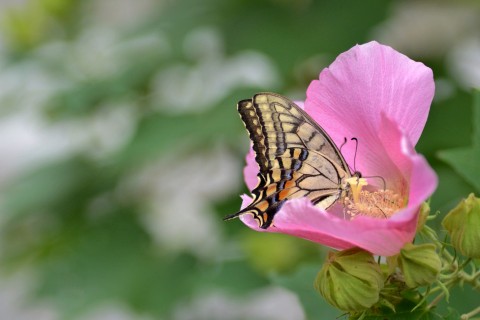 传播花粉的蝴蝶