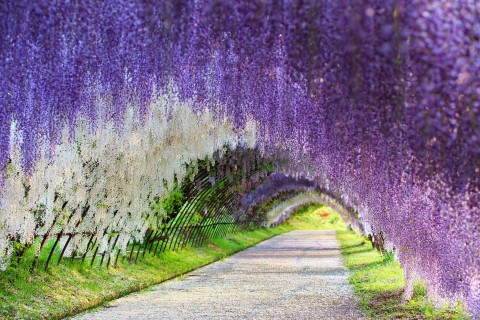 日本河内富士花园紫藤隧道