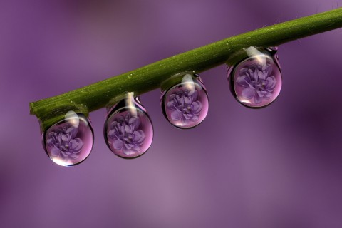 水滴里的紫色花卉