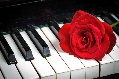 琴键上绽放的花朵