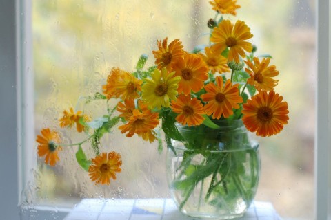 窗台外的金盏菊插花