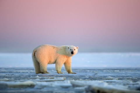 孤单的北极熊