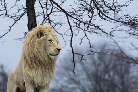 孤独的雄狮