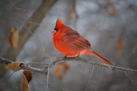 歇息的红衣主教鸟