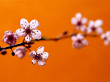 桃色春天