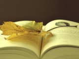 书本与叶子