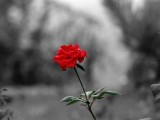 孤单红玫瑰