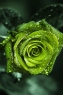 绿色玫瑰