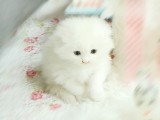 纯白色猫咪