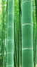 竹之节