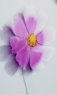 淡紫色的花