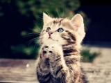 小猫的祈祷