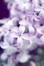 浅紫色的花