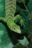 绿蜥蜴