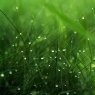 雨后小草