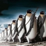 企鹅军队