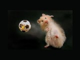 老鼠踢足球