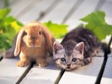 兔子与猫