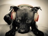 小狗在听音乐