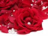 珍珠玫瑰