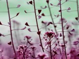 紫色铃铛花