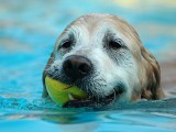 拉布拉多犬游泳