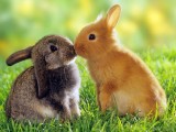 亲吻兔子