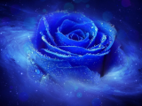 漩涡蓝玫瑰