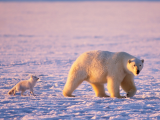北极熊与雪狐