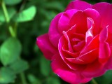 璀璨紫玫瑰
