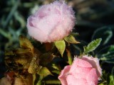 霜冻玫瑰
