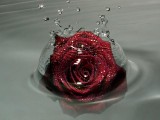 水中红玫瑰