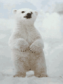 跳舞的北极熊